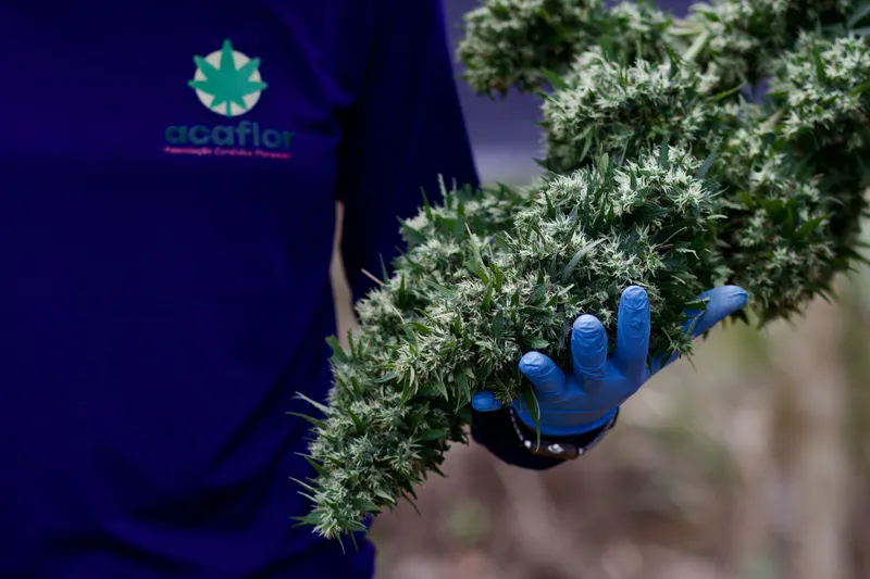 Cultivo orgânico da ACAFLOR