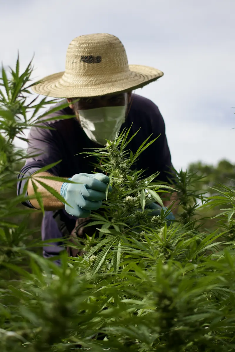 Cultivo da ACAFLOR